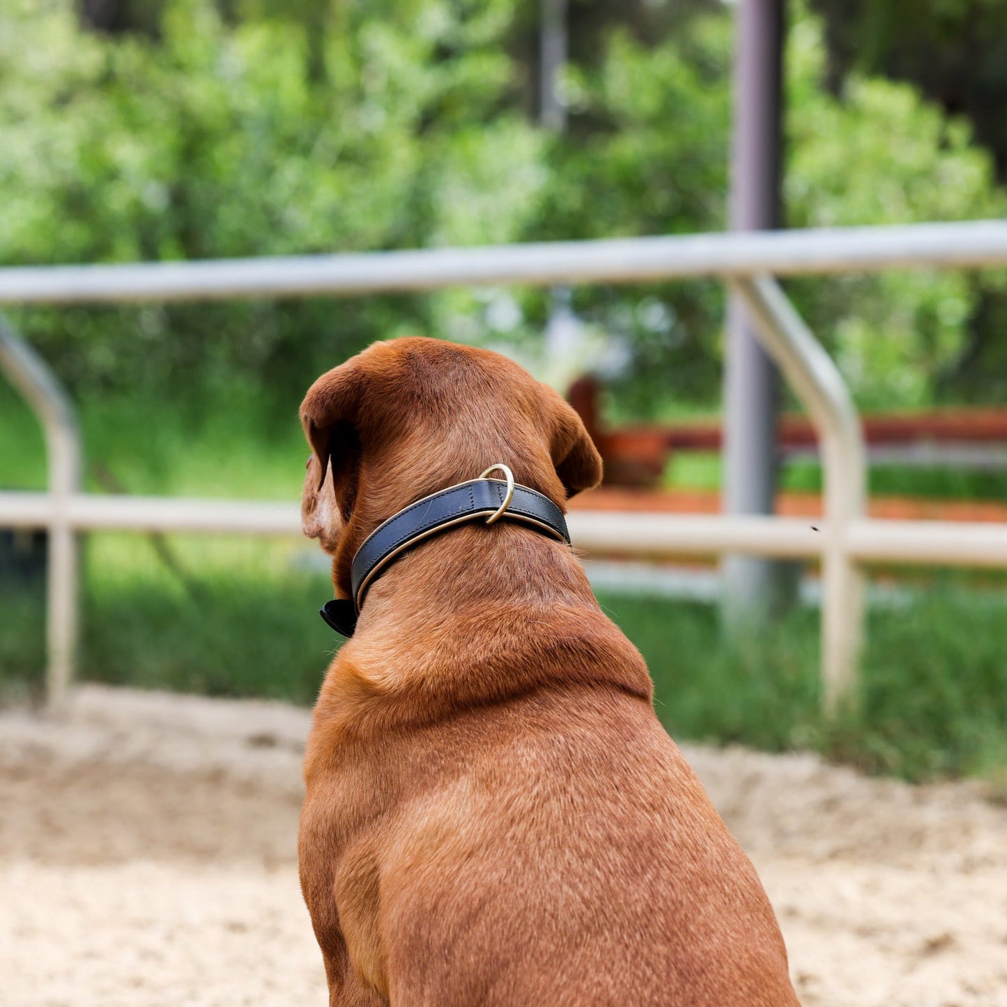 Halter Ego® Milan Black Leather & Burnished Gold Trim Dog Collar
