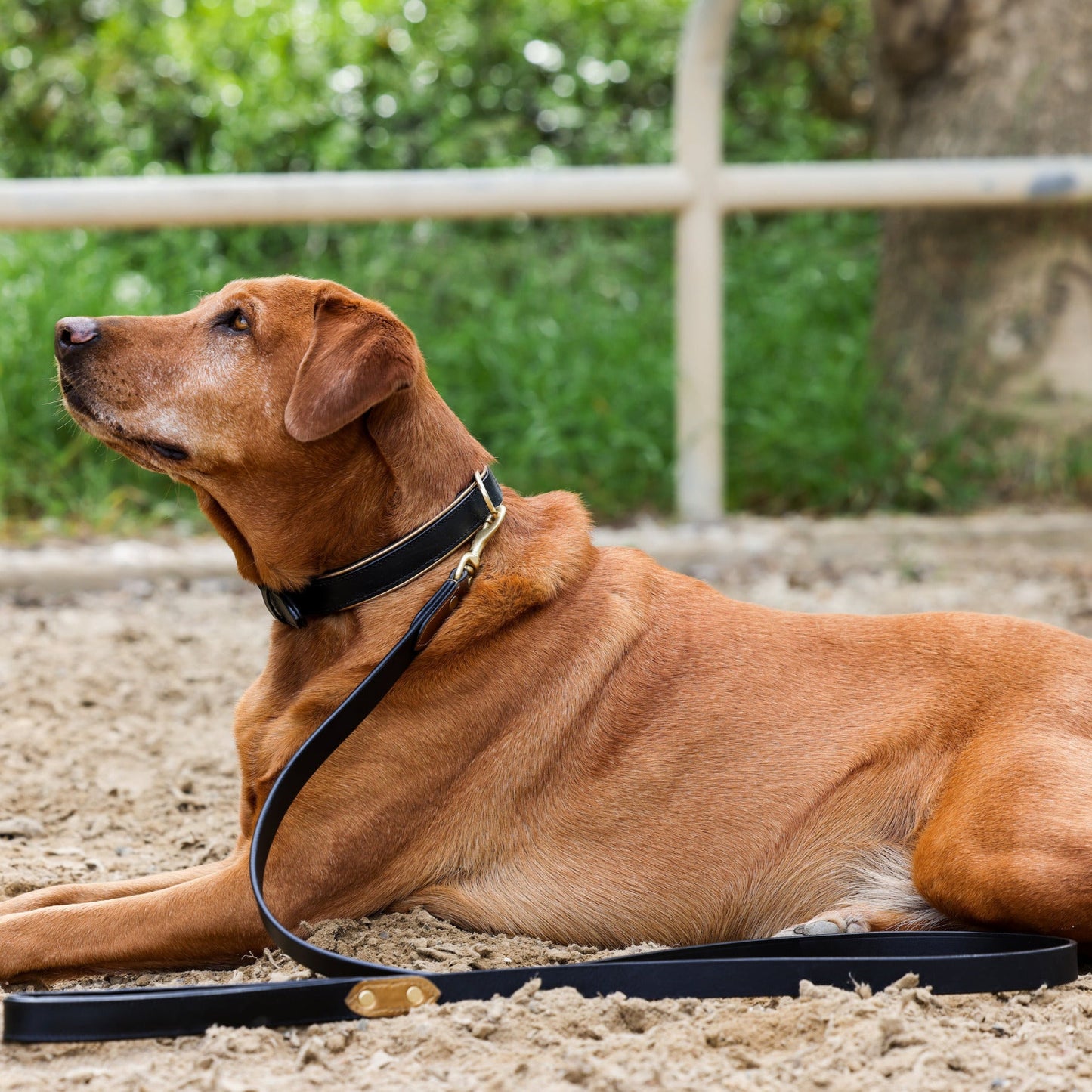 Halter Ego® Milan Black Leather & Burnished Gold Trim Dog Collar