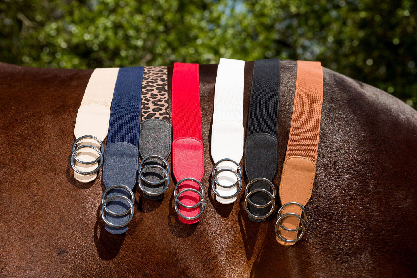 Canter Culture - Double Circle 2" Elastic Belt