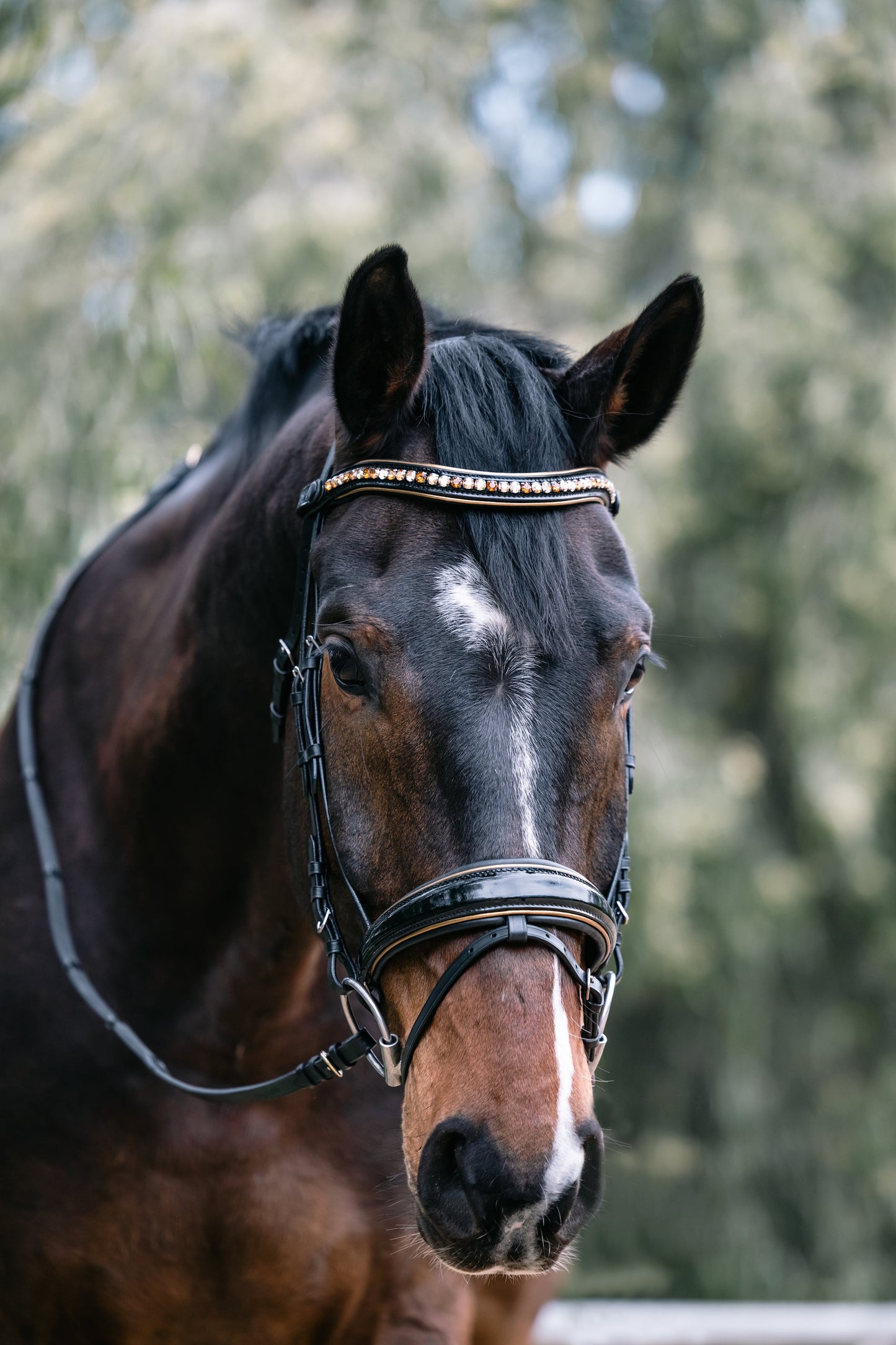 Halter Ego - Geneva - Black Patent Snaffle Bridle with Metallic Gold Piping