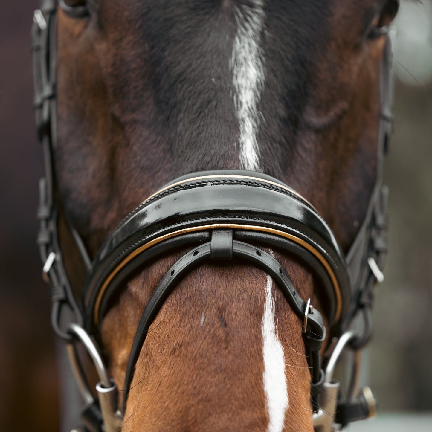 Halter Ego - Geneva - Black Patent Snaffle Bridle with Metallic Gold Piping