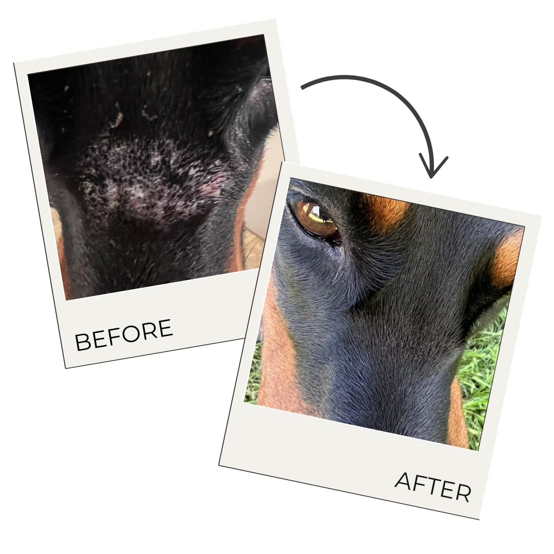 The Hoof & Paw Co. Hair Regrowth Spray for Dogs & Horses