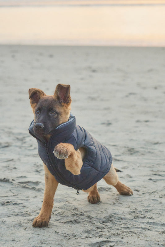 Harcour USA - Janari Reversible Dog Puffer Coats