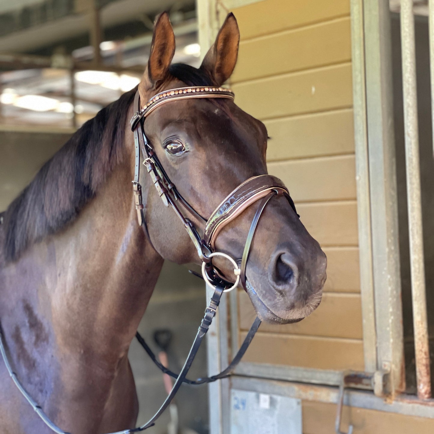 Halter Ego - The Sun King Brown Patent Leather Snaffle Bridle