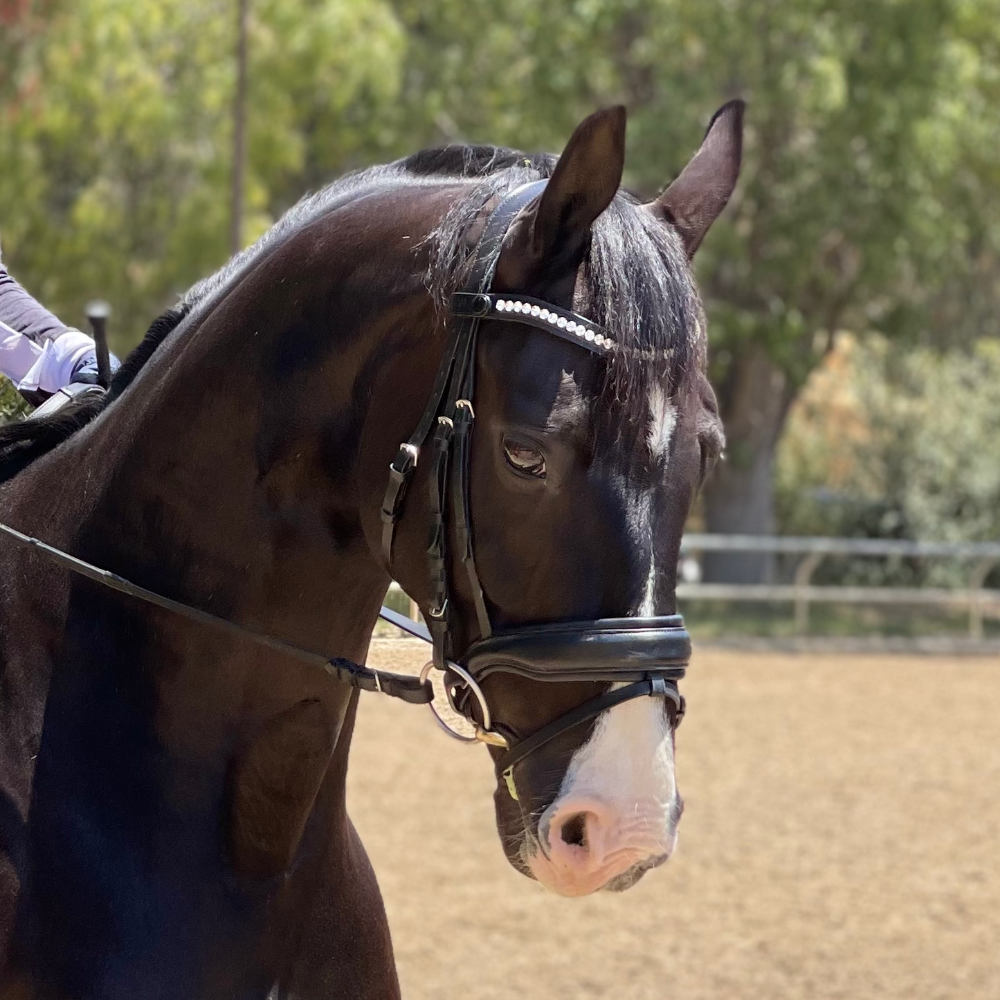 Halter Ego - The Brixton Snaffle Bridle - Black Leather Anatomical Snaffle Bridle