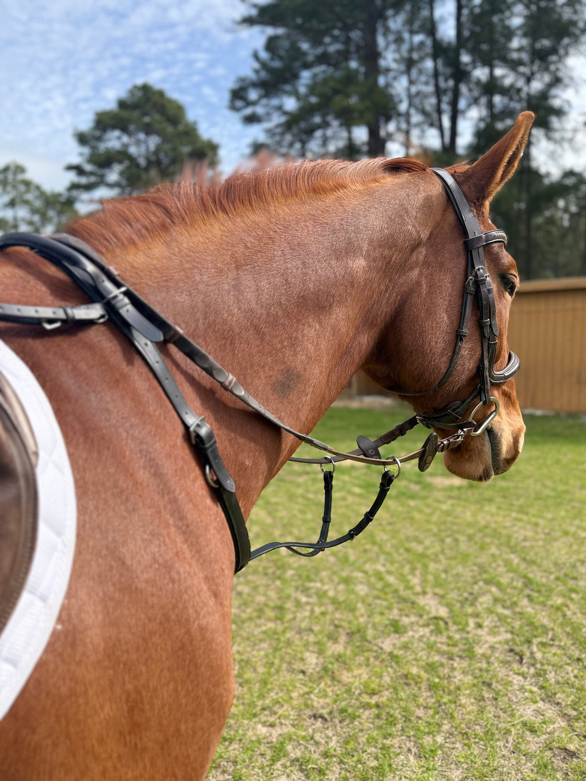 Correct Connect - Correct Connect - Running Martingale Add-On for Double Neck Strap
