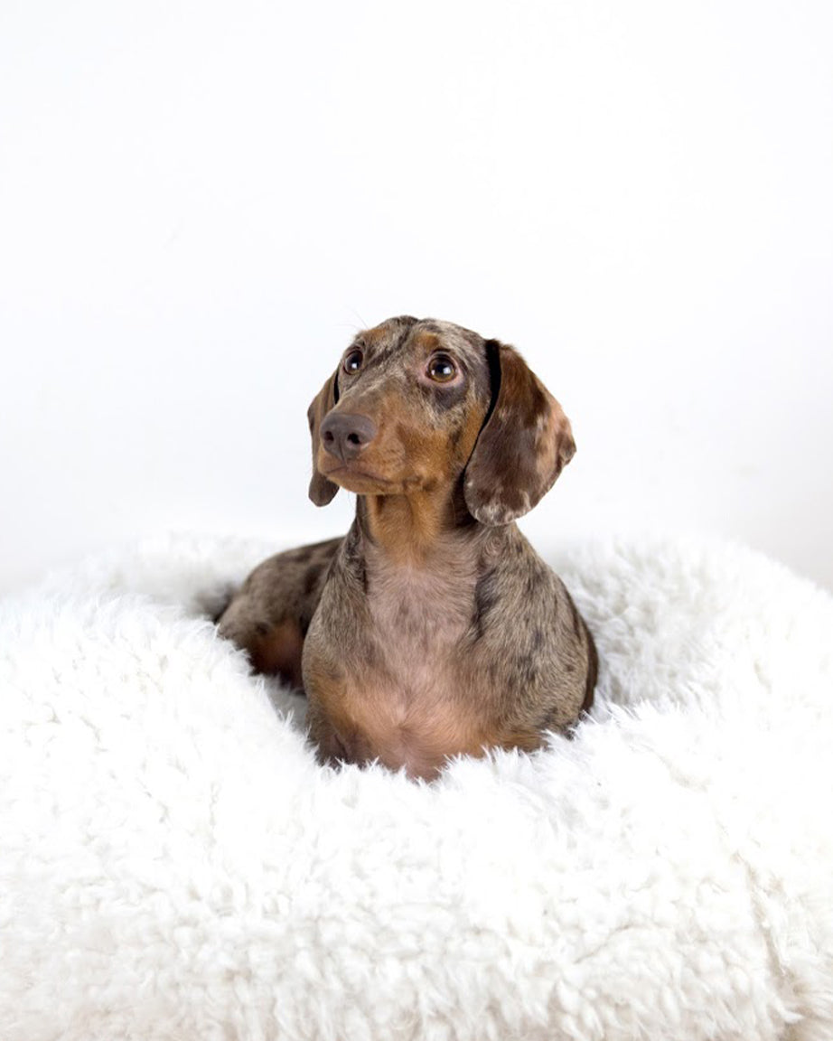 MODERNBEAST POD Dog Bed