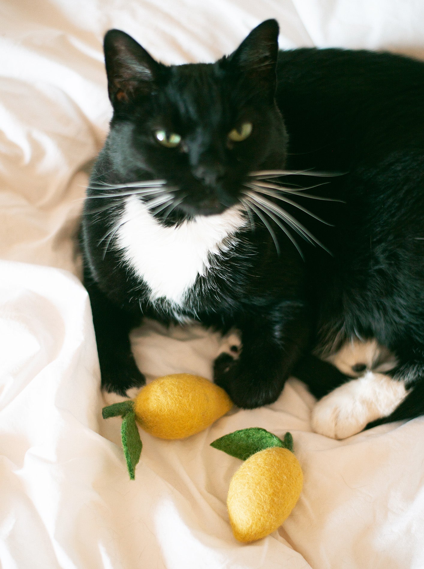 MODERNBEAST - Lemon Wool Dog & Cat Toy