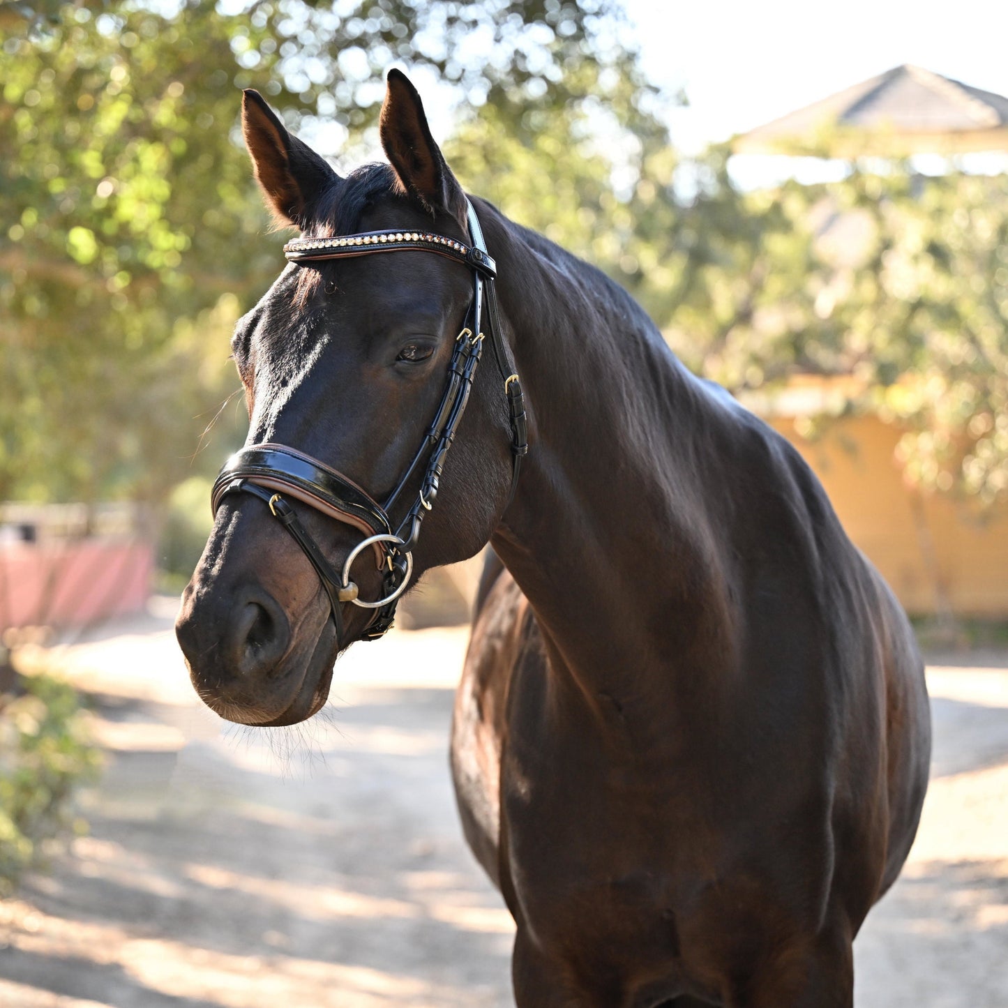 Halter Ego - The Palermo Black Patent Leather Snaffle with Brown Padding
