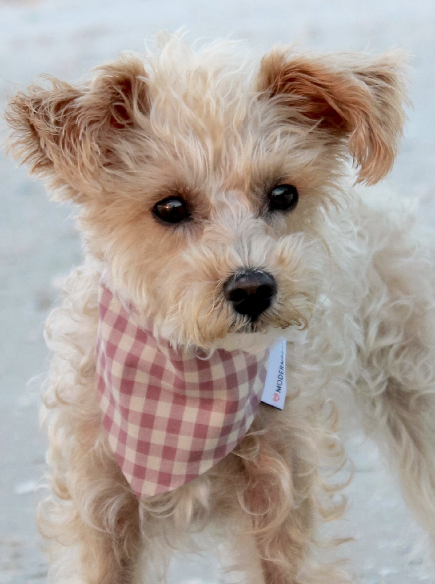 MODERNBEAST  Gingham Bandana