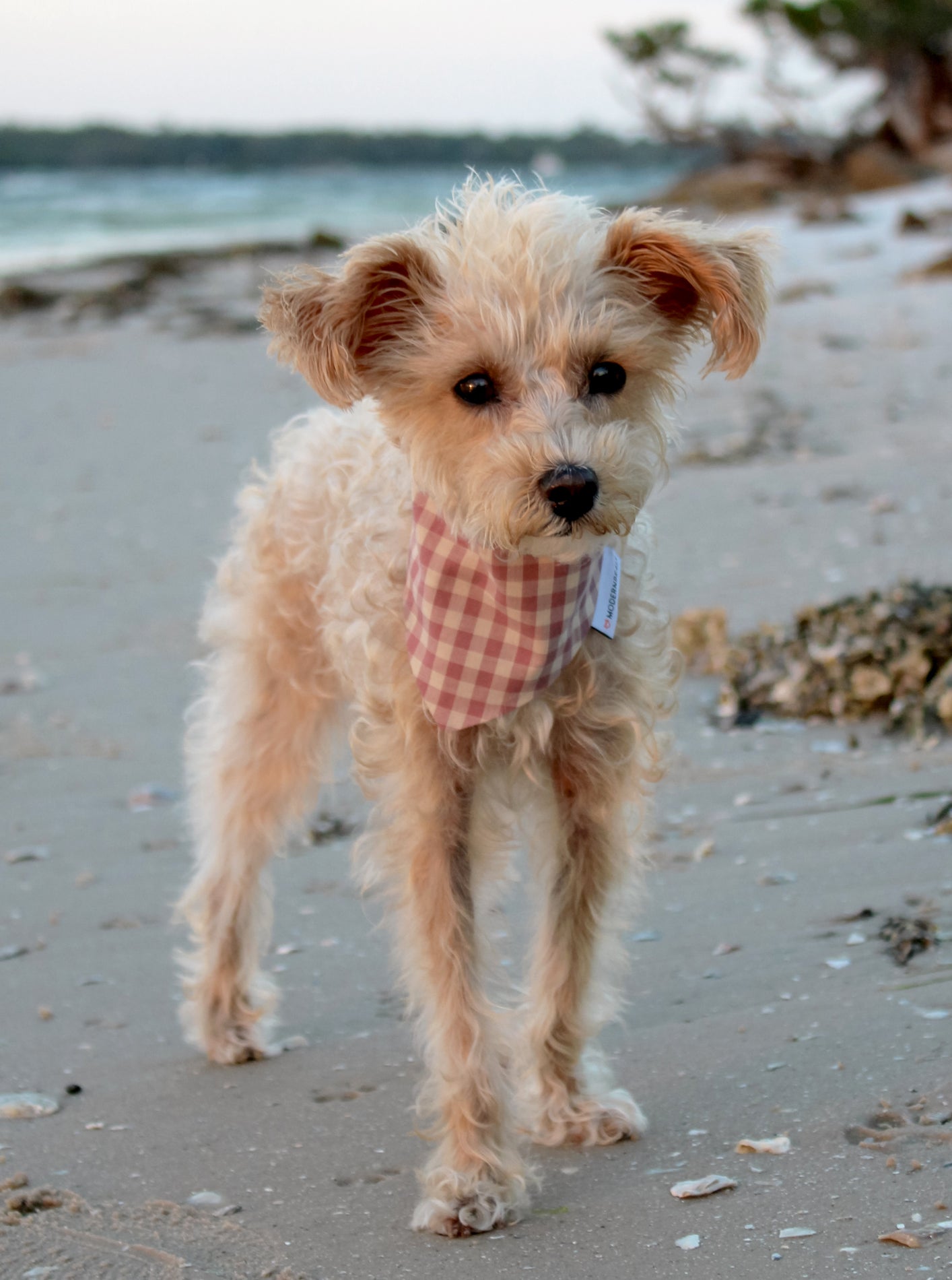 MODERNBEAST  Gingham Bandana