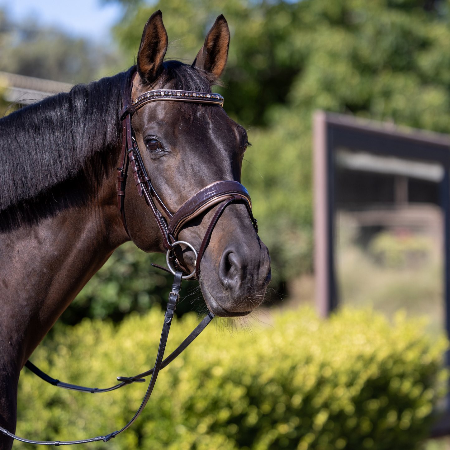 Halter Ego - The Sun King Brown Patent Leather Snaffle Bridle