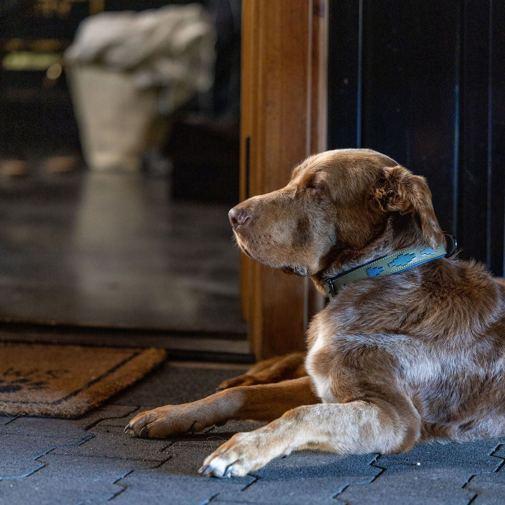 Halter Ego - Azura Leather Dog Collar