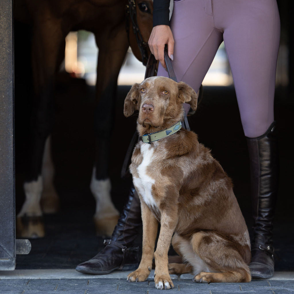 Halter Ego - Azura Leather Dog Collar