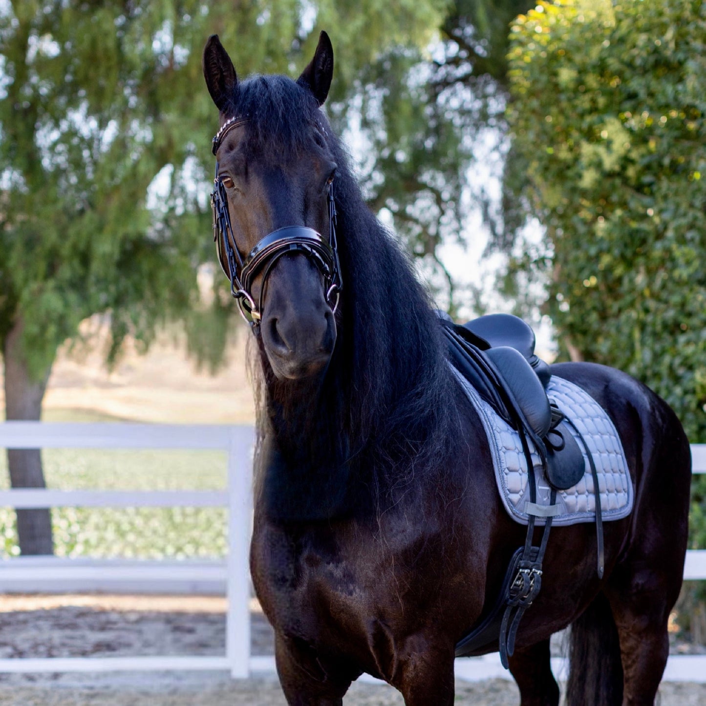 Halter Ego - Ocala Black Patent Leather Snaffle Bridle With Removable Flash