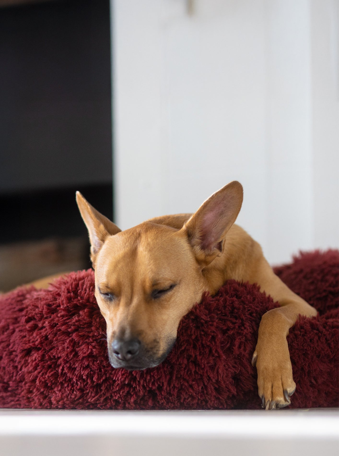 MODERNBEAST POD Dog Bed