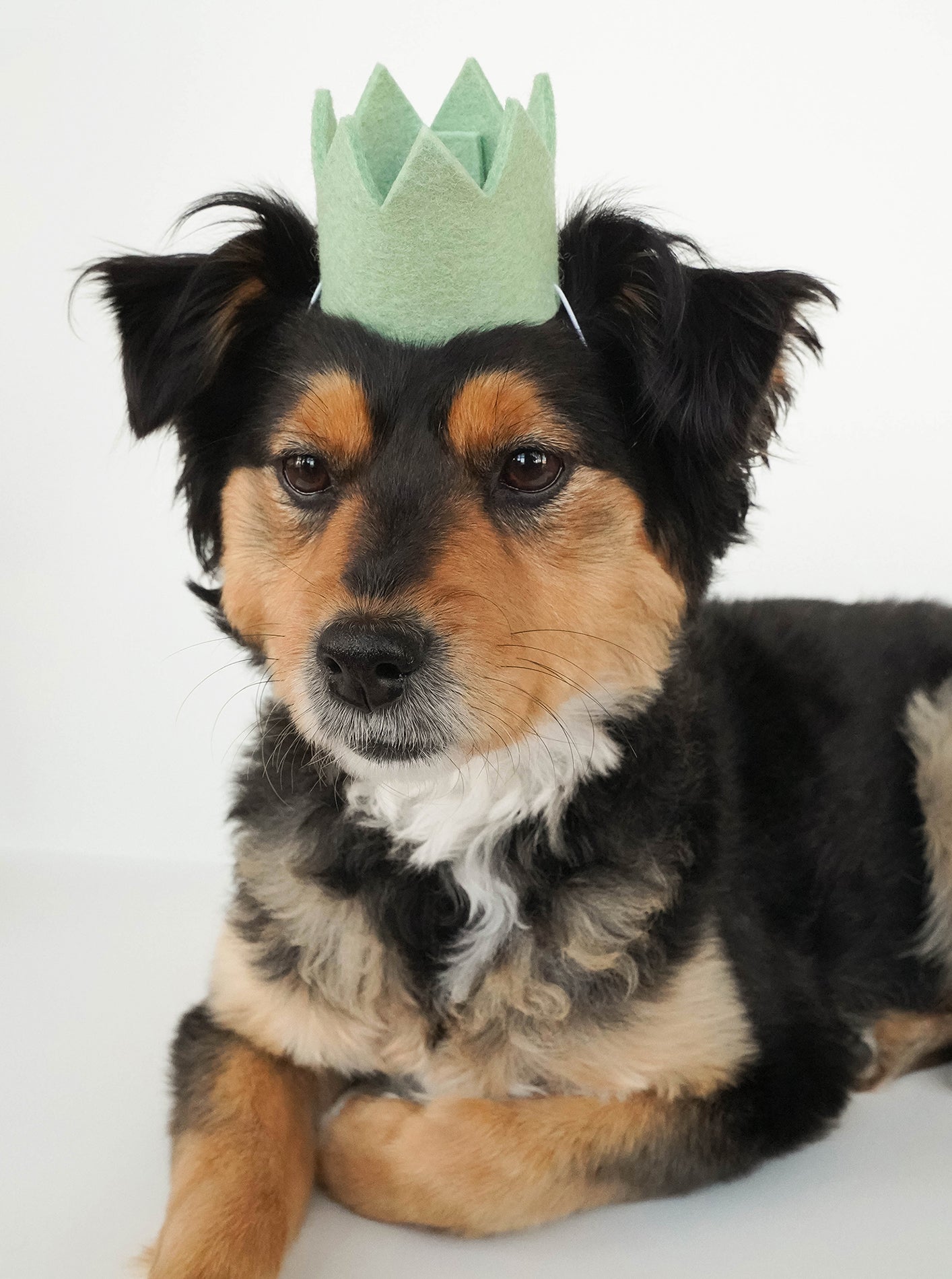 MODERNBEAST Neutral Party Crowns