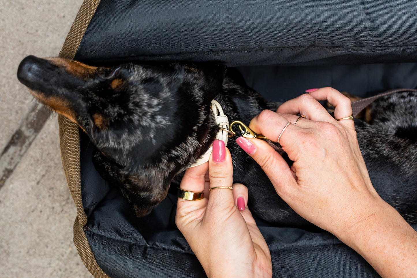BESPOKE PAWS - The Daily Carrier—Packable Luxury for Life on the Go