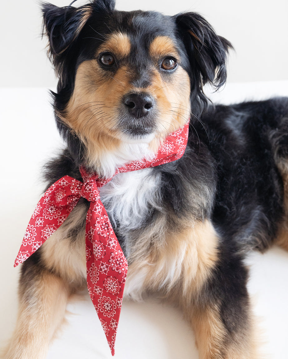 MODERNBEAST Classic Necktie