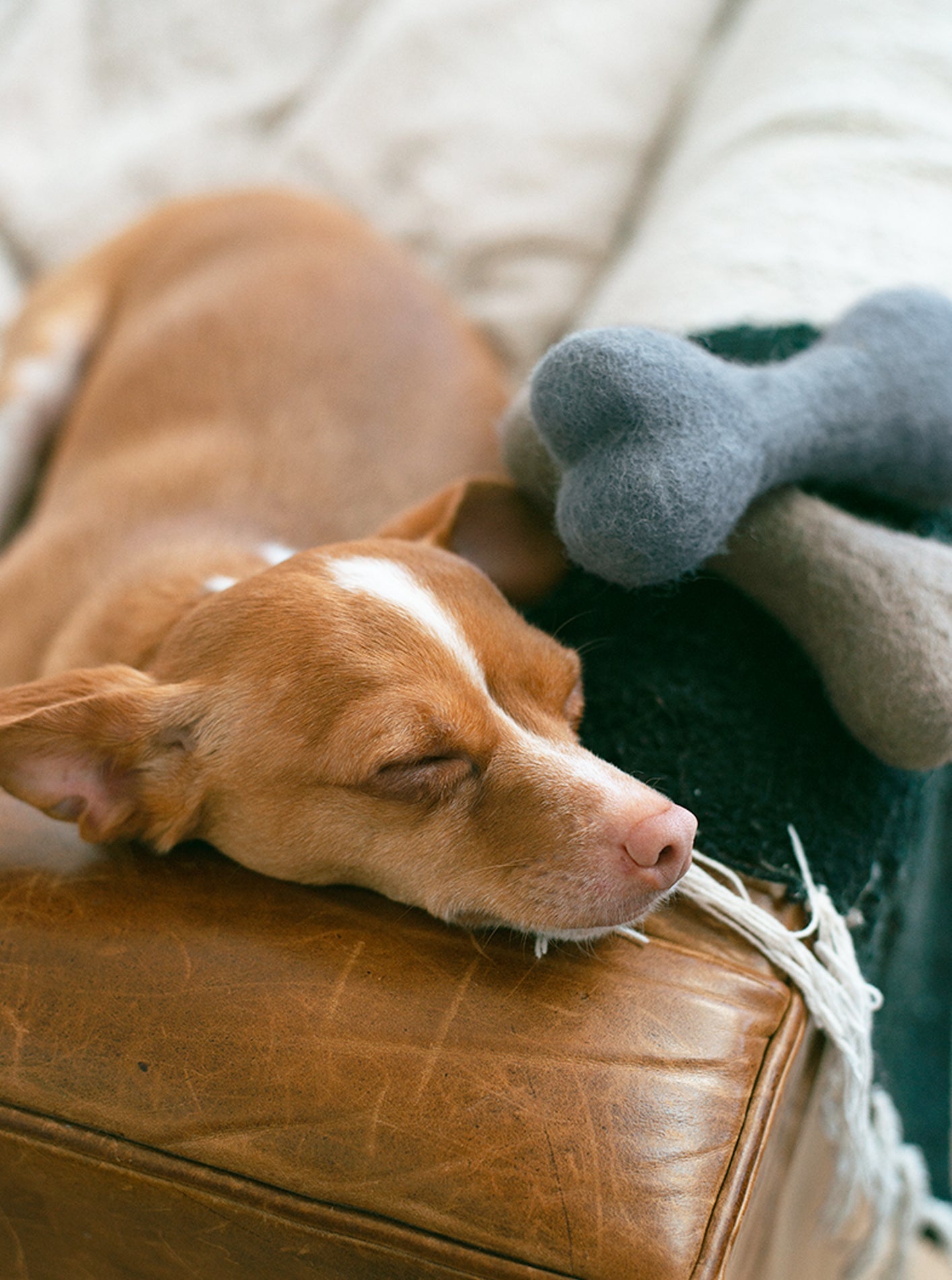 MODERNBEAST - Neutral Woolbone Dog Toy