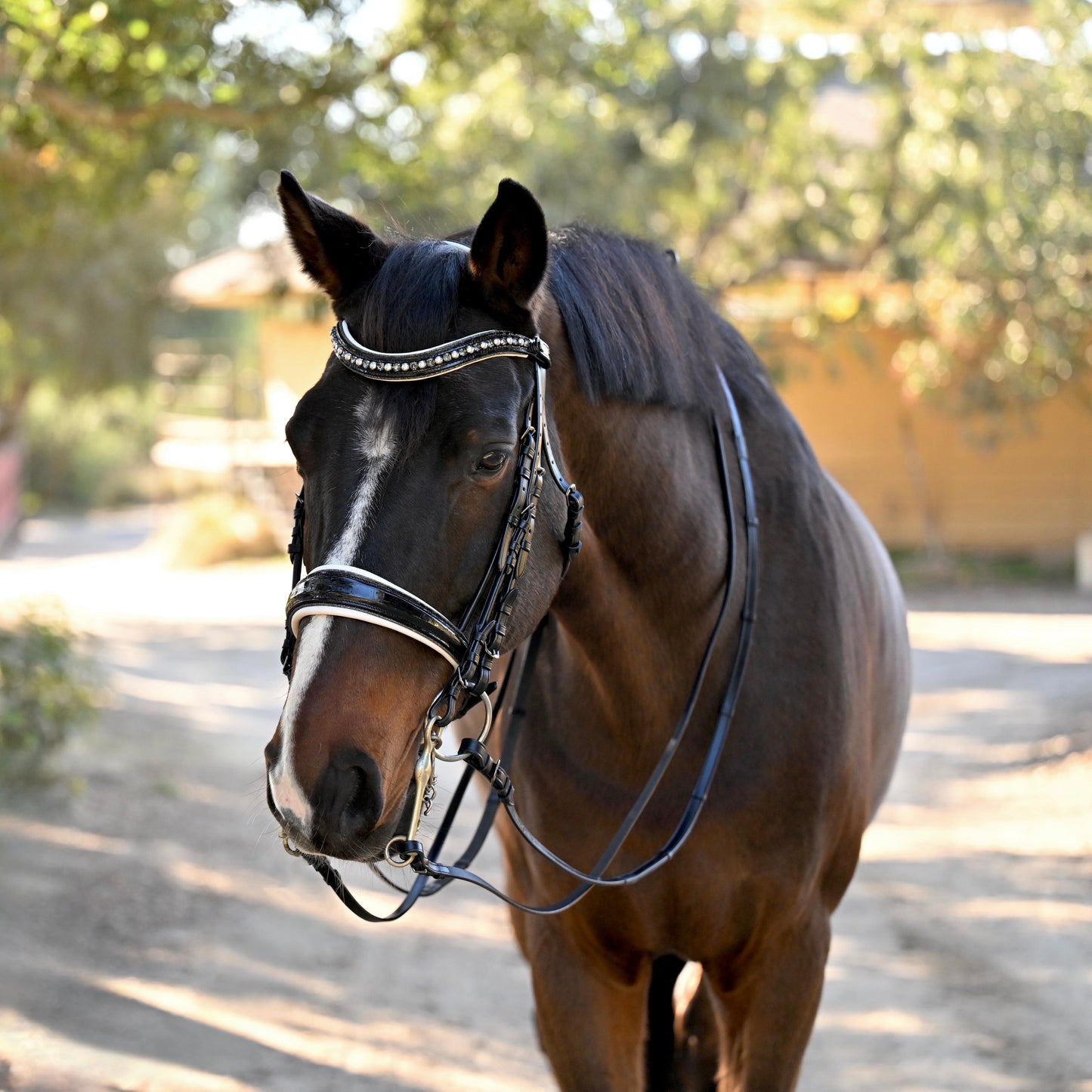 Halter Ego - The Harlow Black Rolled Leather Double Bridle