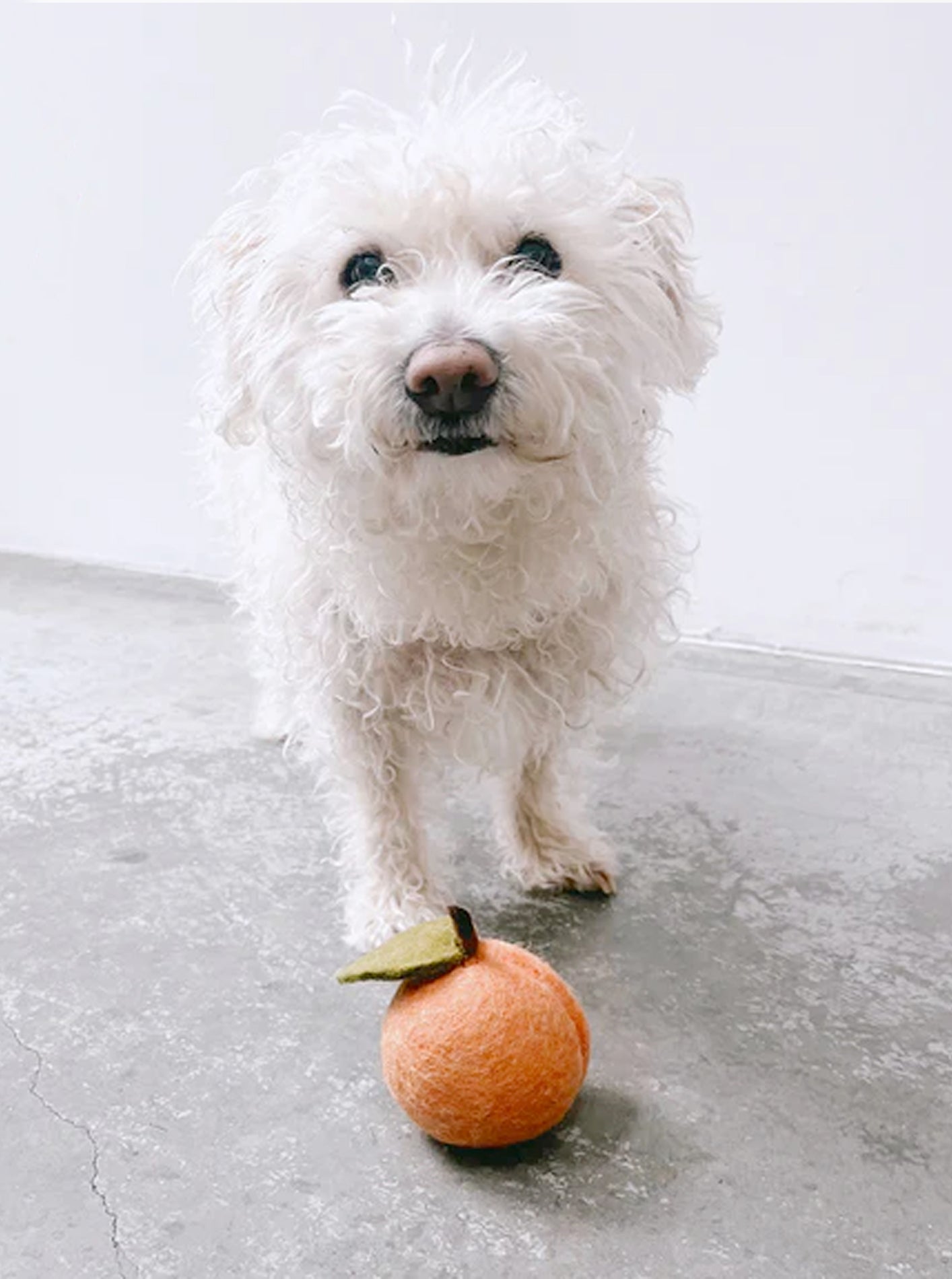 MODERNBEAST Doggy Peach