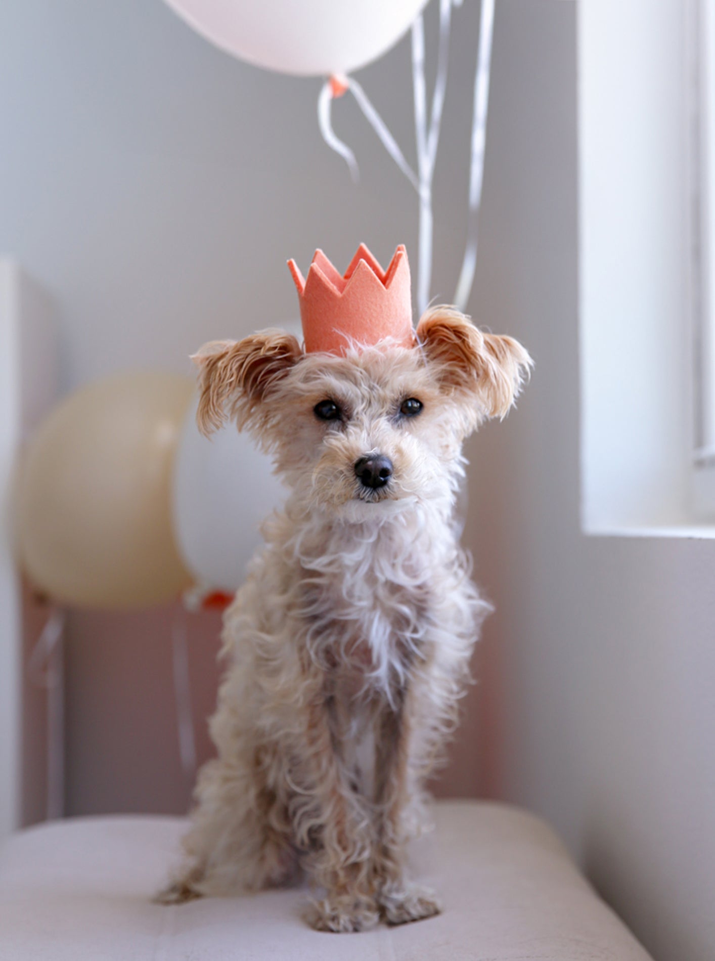 MODERNBEAST Neutral Party Crowns