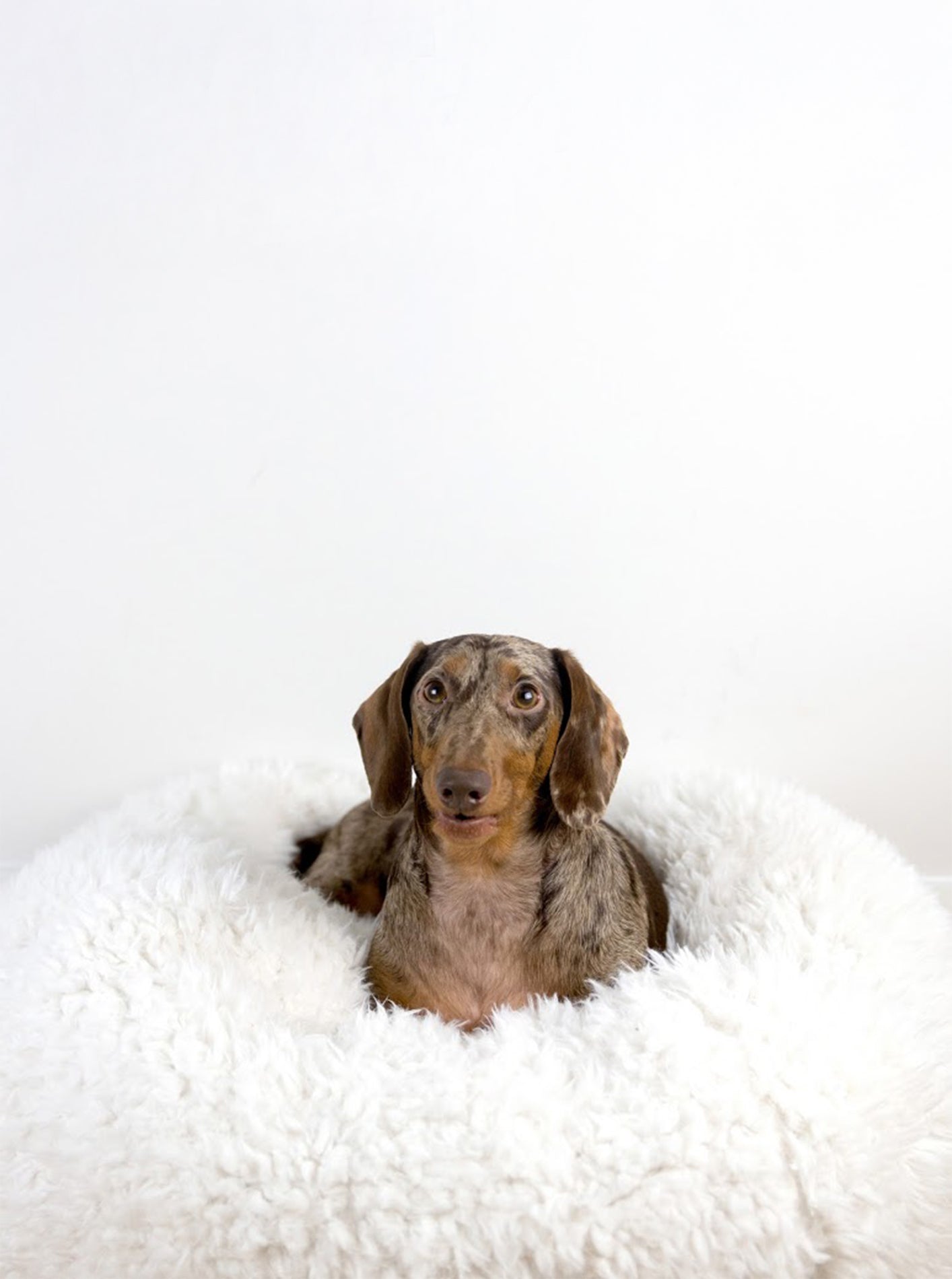 MODERNBEAST POD Dog Bed