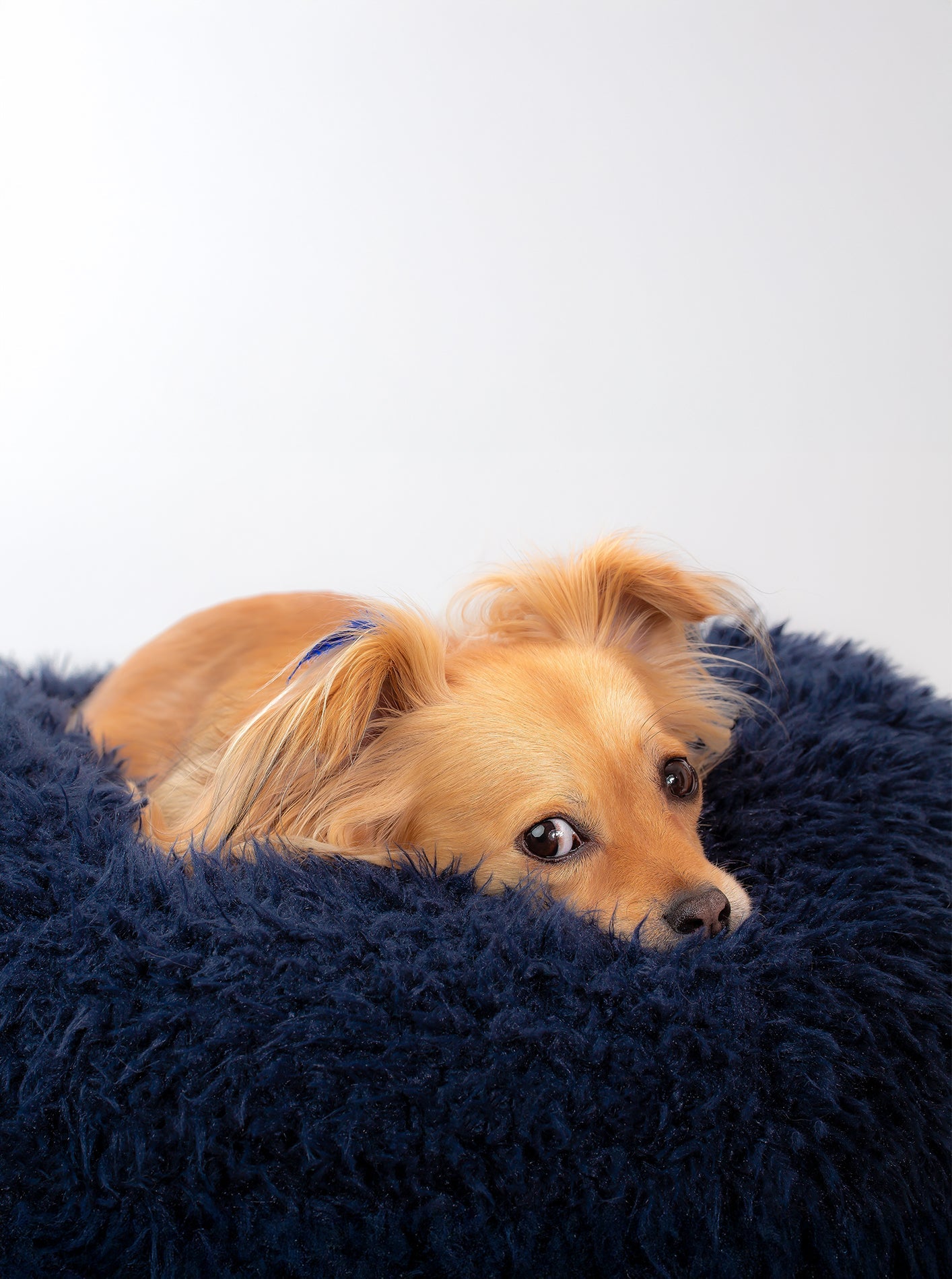 MODERNBEAST POD Dog Bed