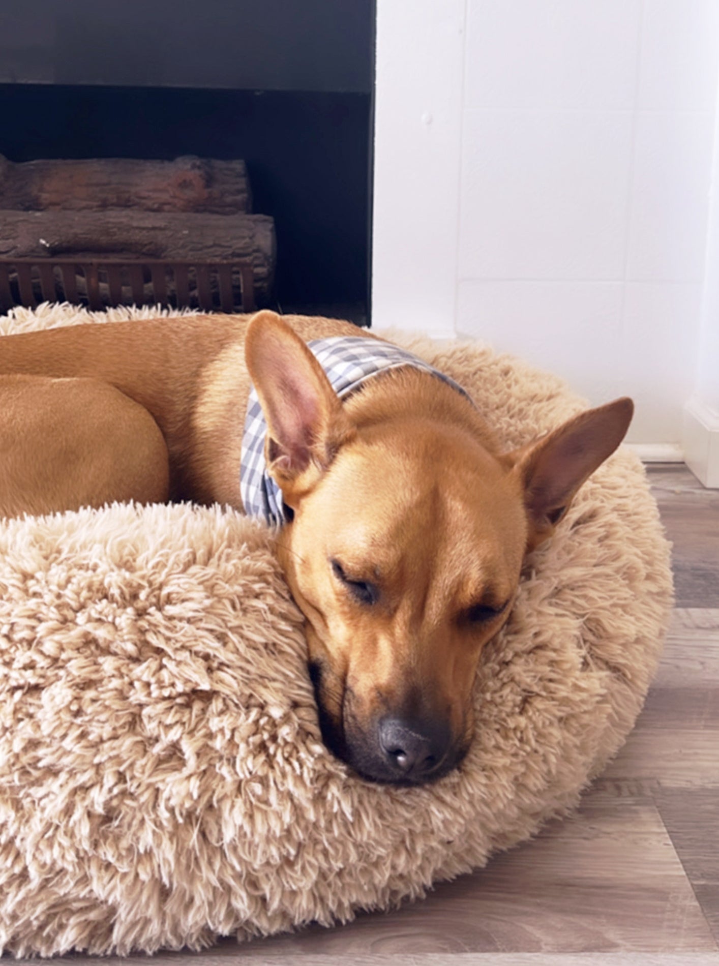 MODERNBEAST POD Dog Bed