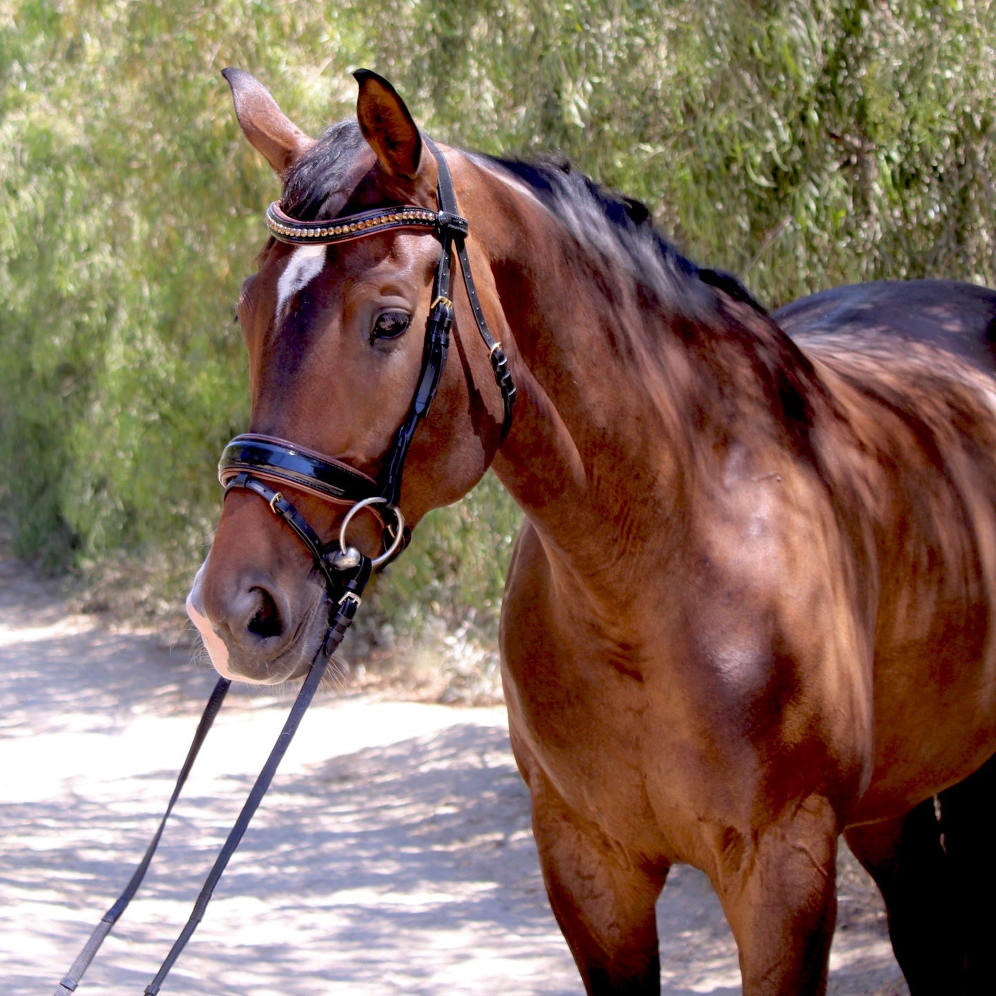 Halter Ego - The Palermo Black Patent Leather Snaffle with Brown Padding