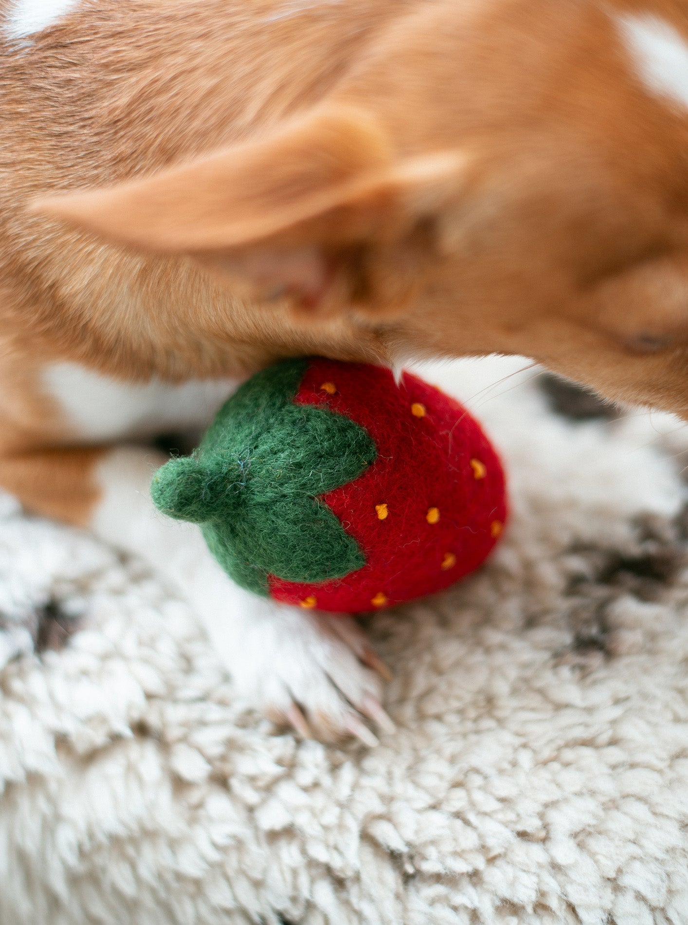 MODERNBEAST Doggy Strawberry