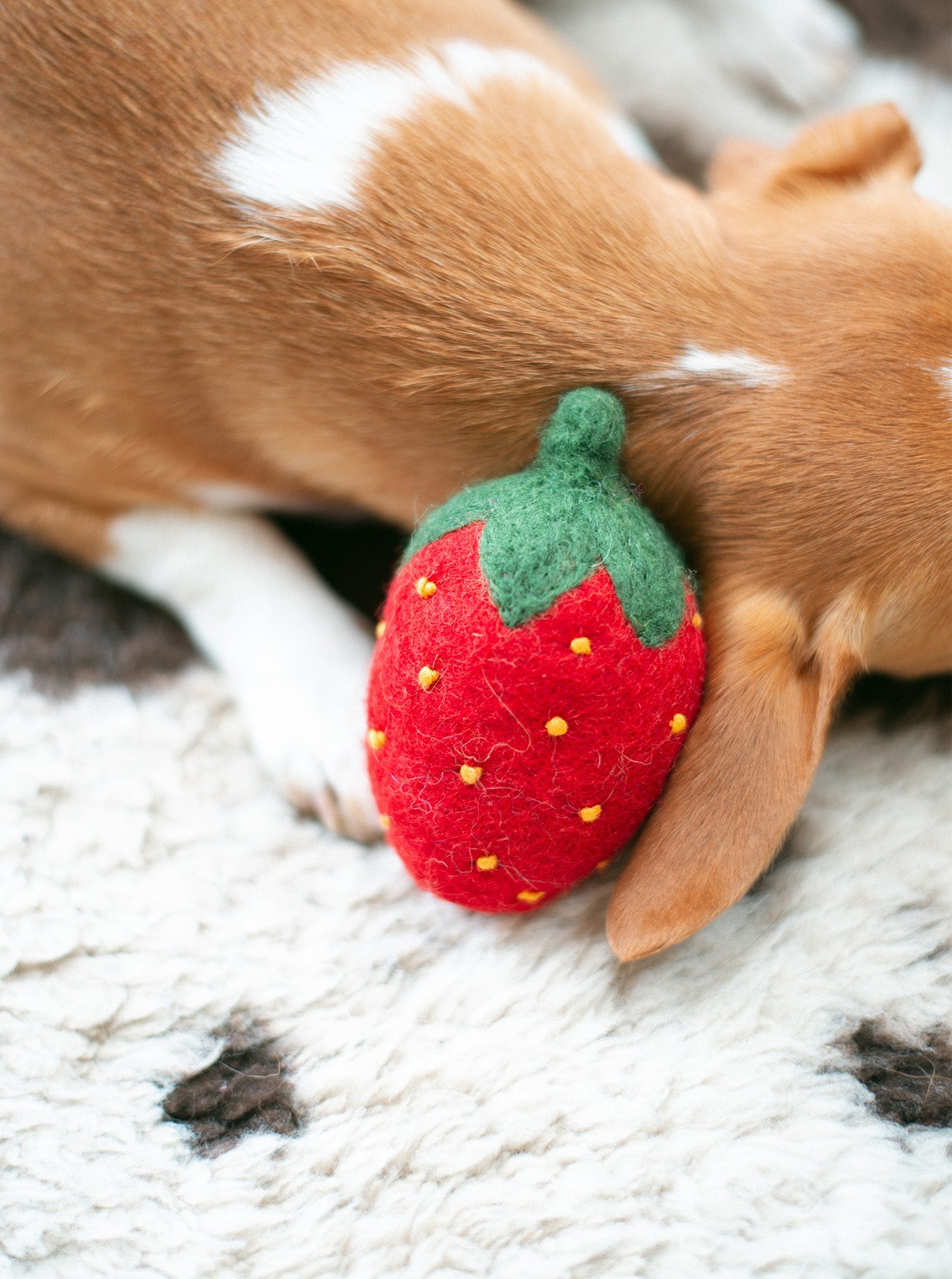 MODERNBEAST Doggy Strawberry