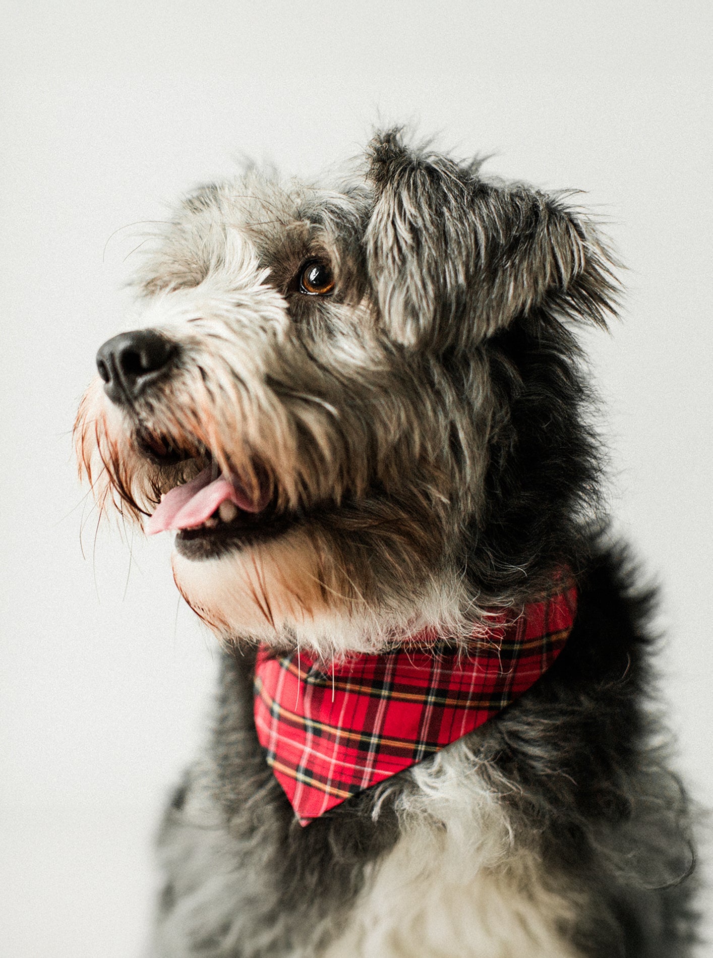 MODERNBEAST Winter Bandana