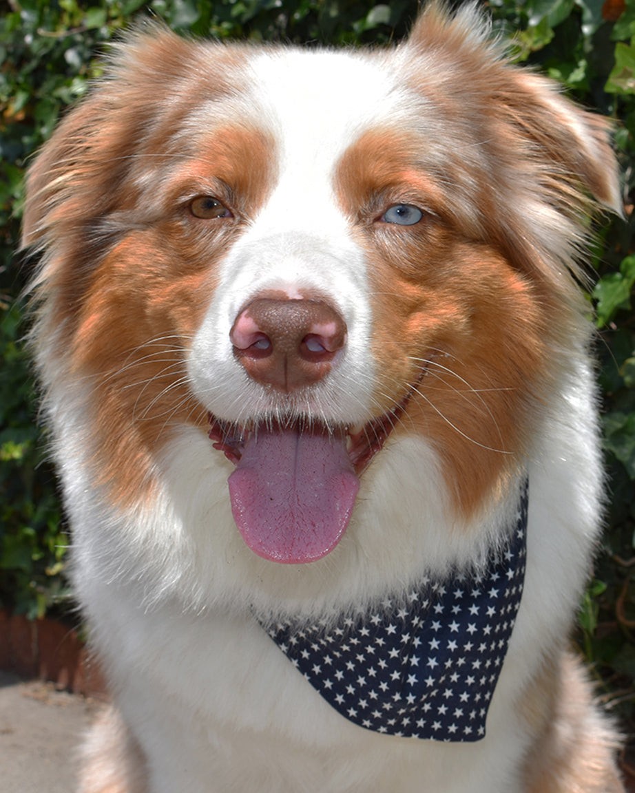 MODERNBEAST Classic Bandana