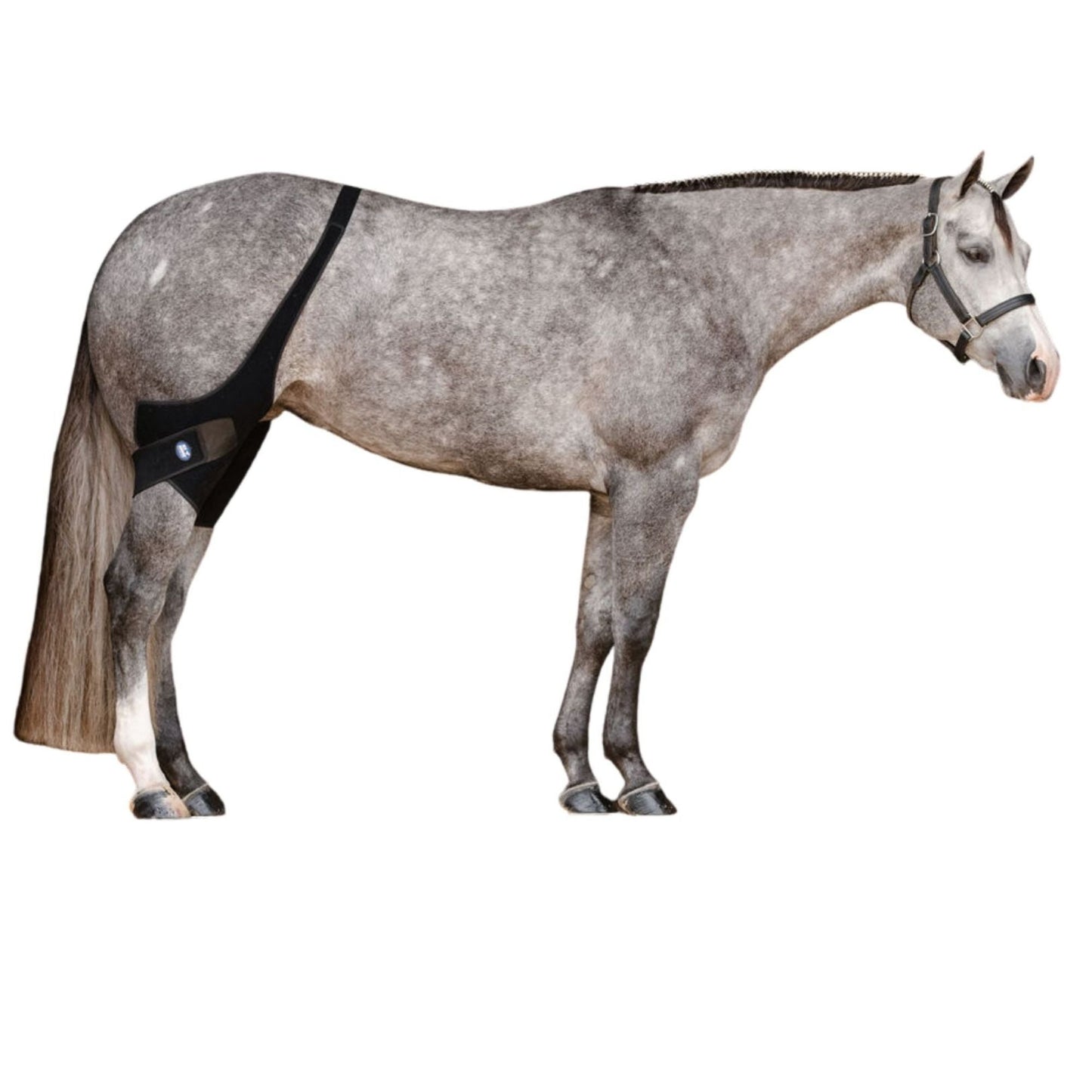 Ice Horse - Stifle Wraps
