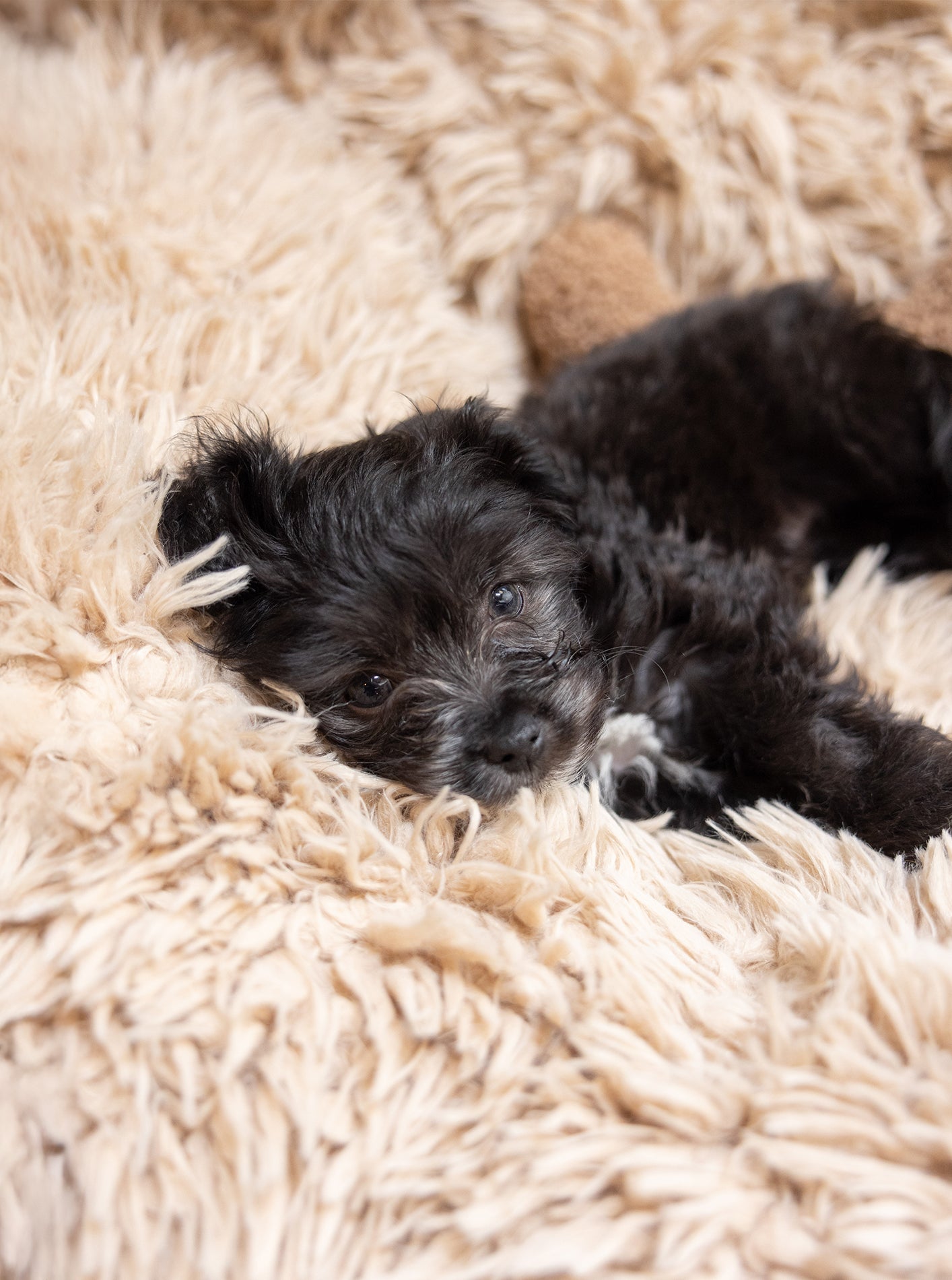 MODERNBEAST POD Dog Bed