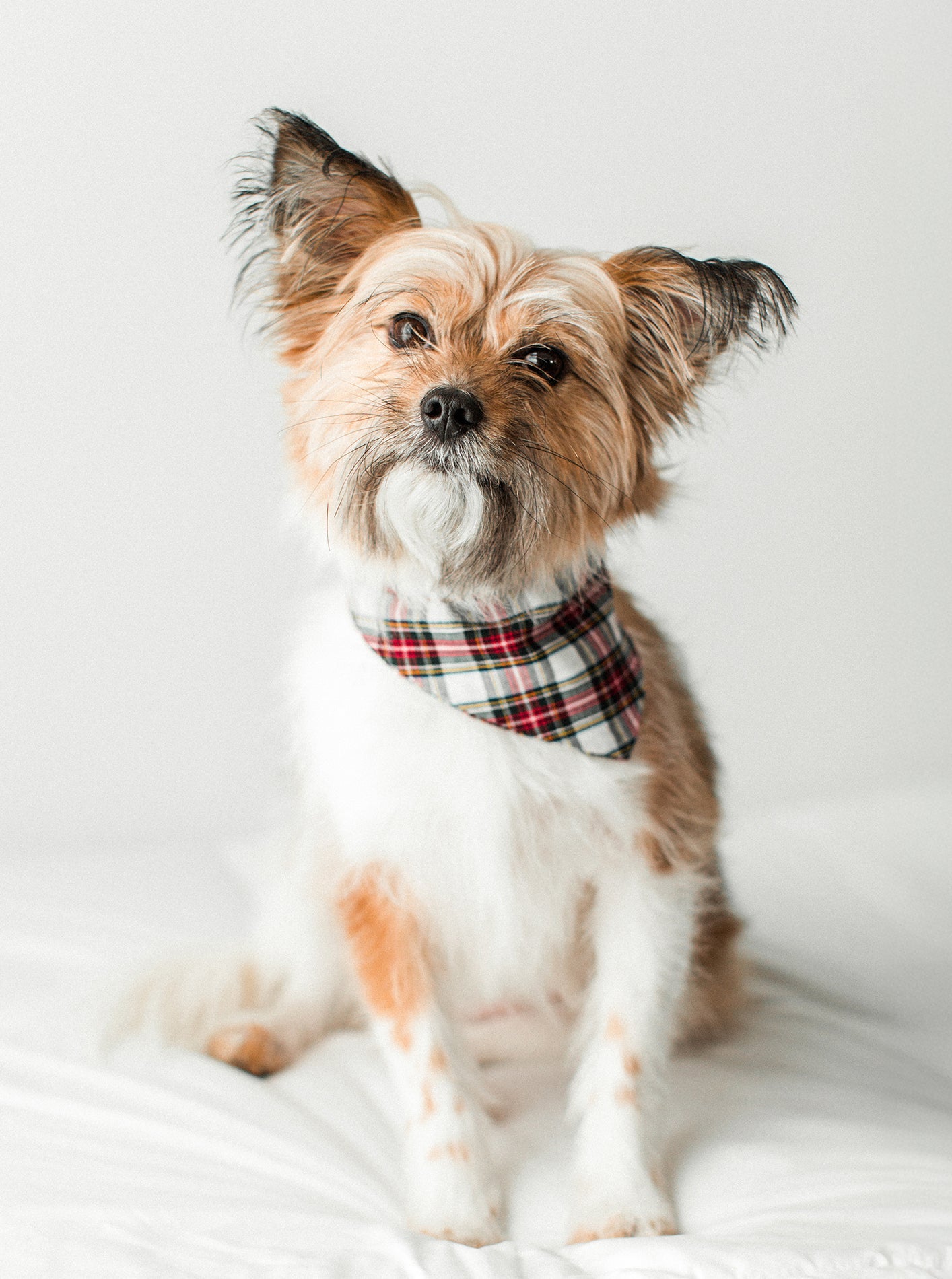 MODERNBEAST Winter Bandana