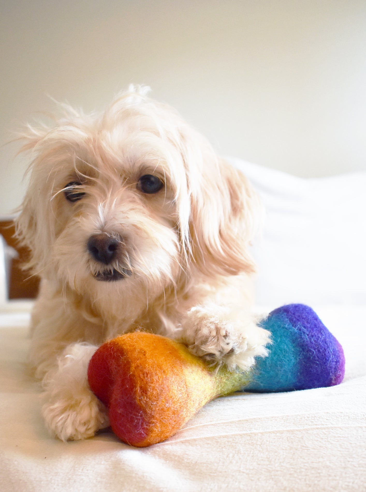 MODERNBEAST Rainbow Woolbone