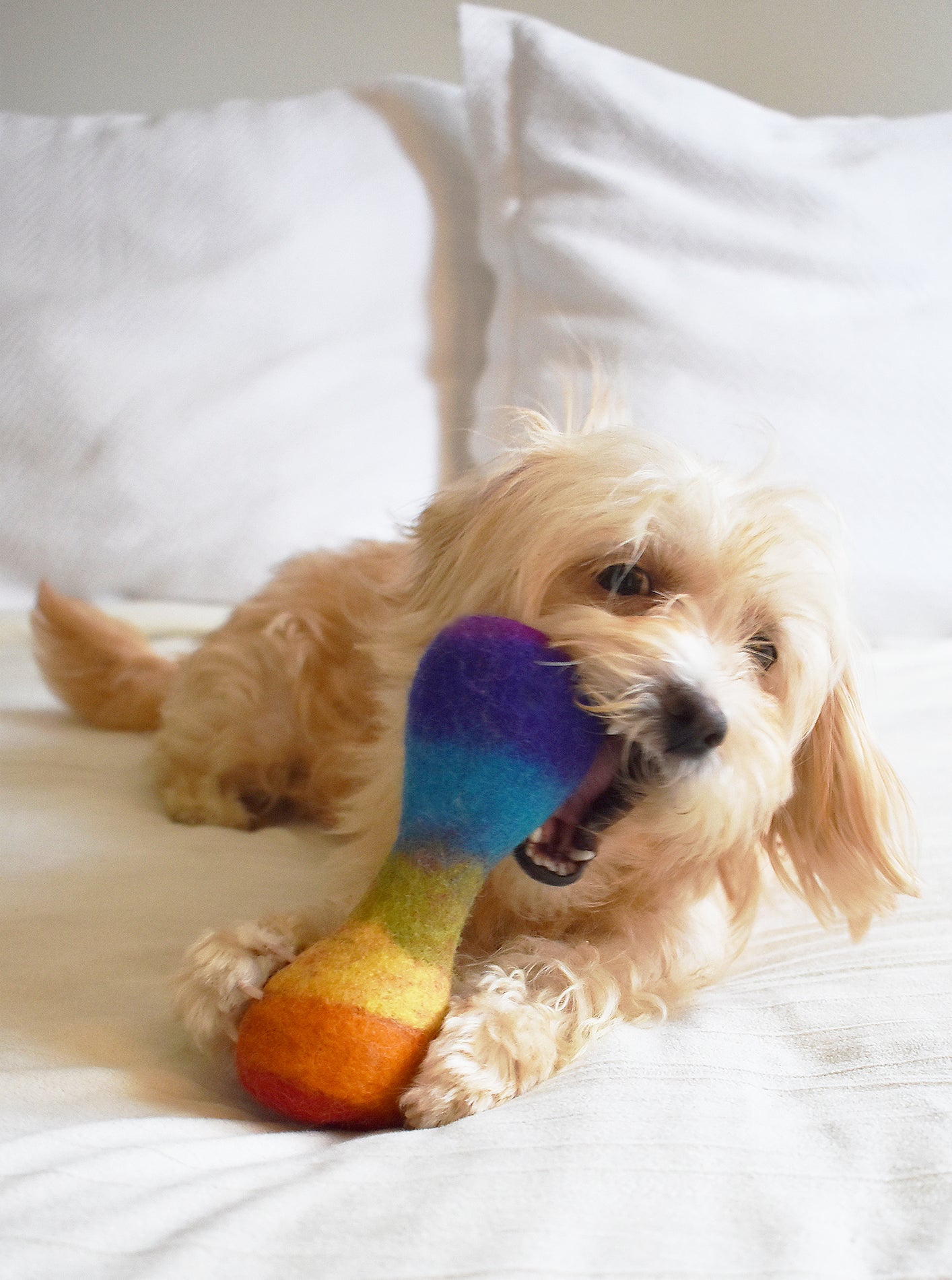 MODERNBEAST Rainbow Woolbone