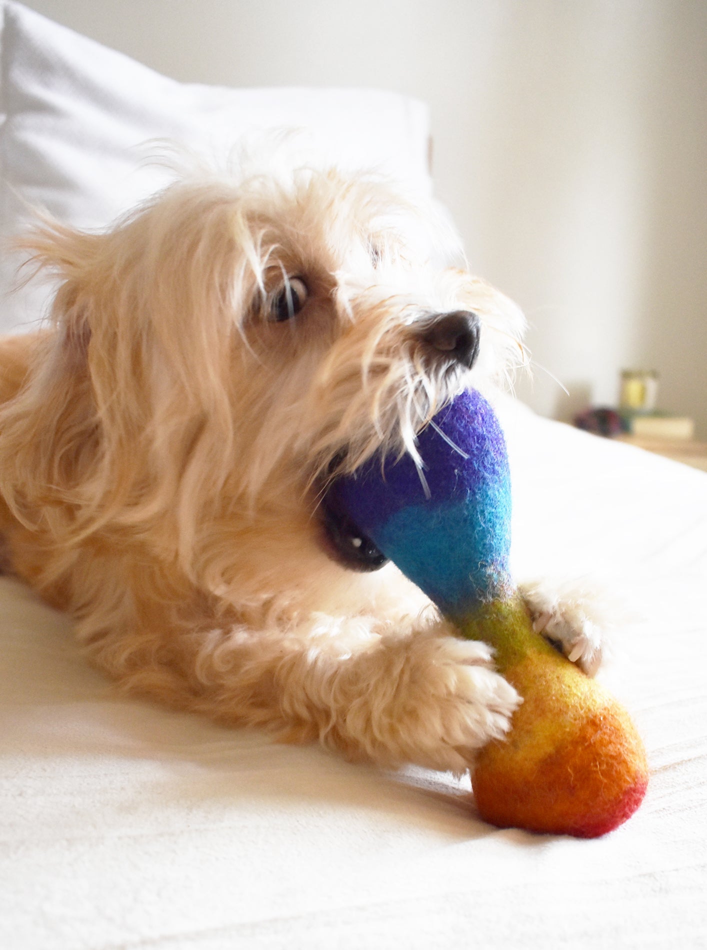 MODERNBEAST Rainbow Woolbone