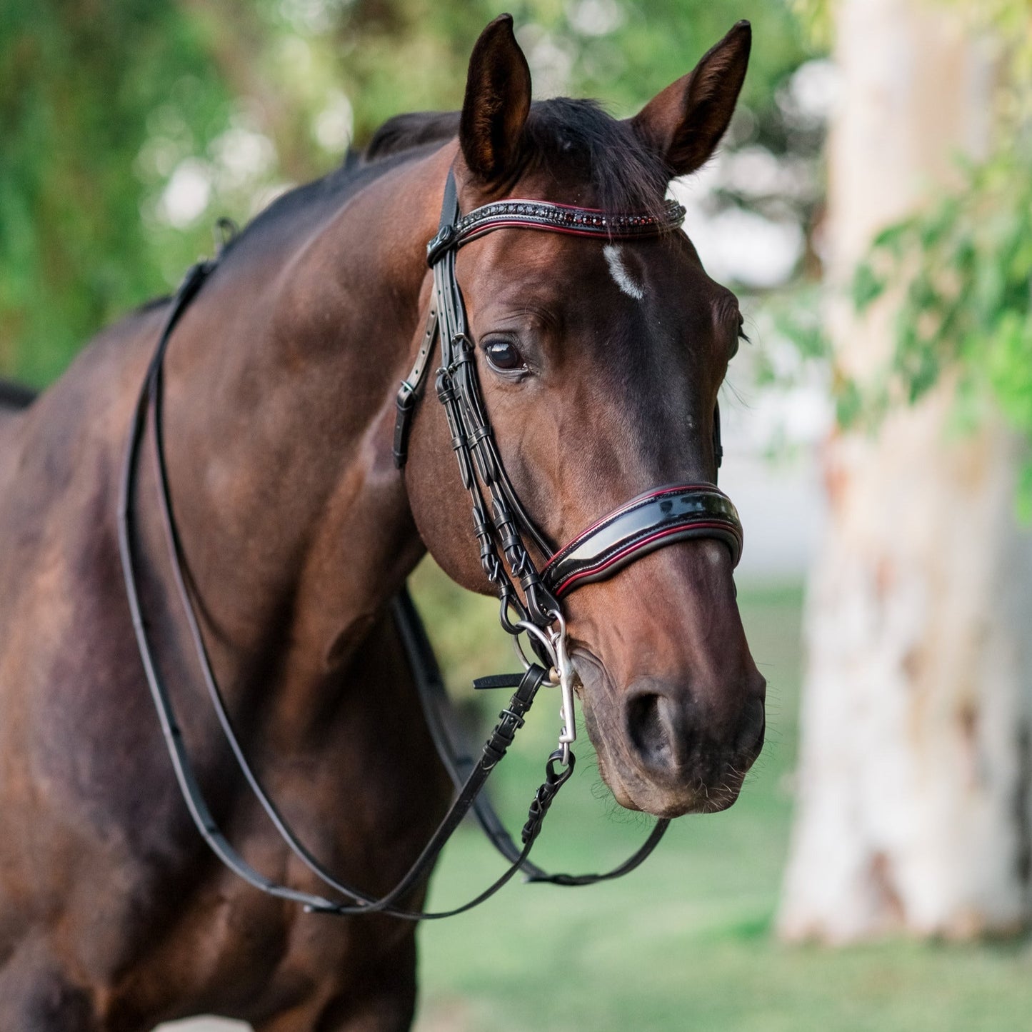 Halter Ego - The Hayworth Double - Black Patent Double Bridle