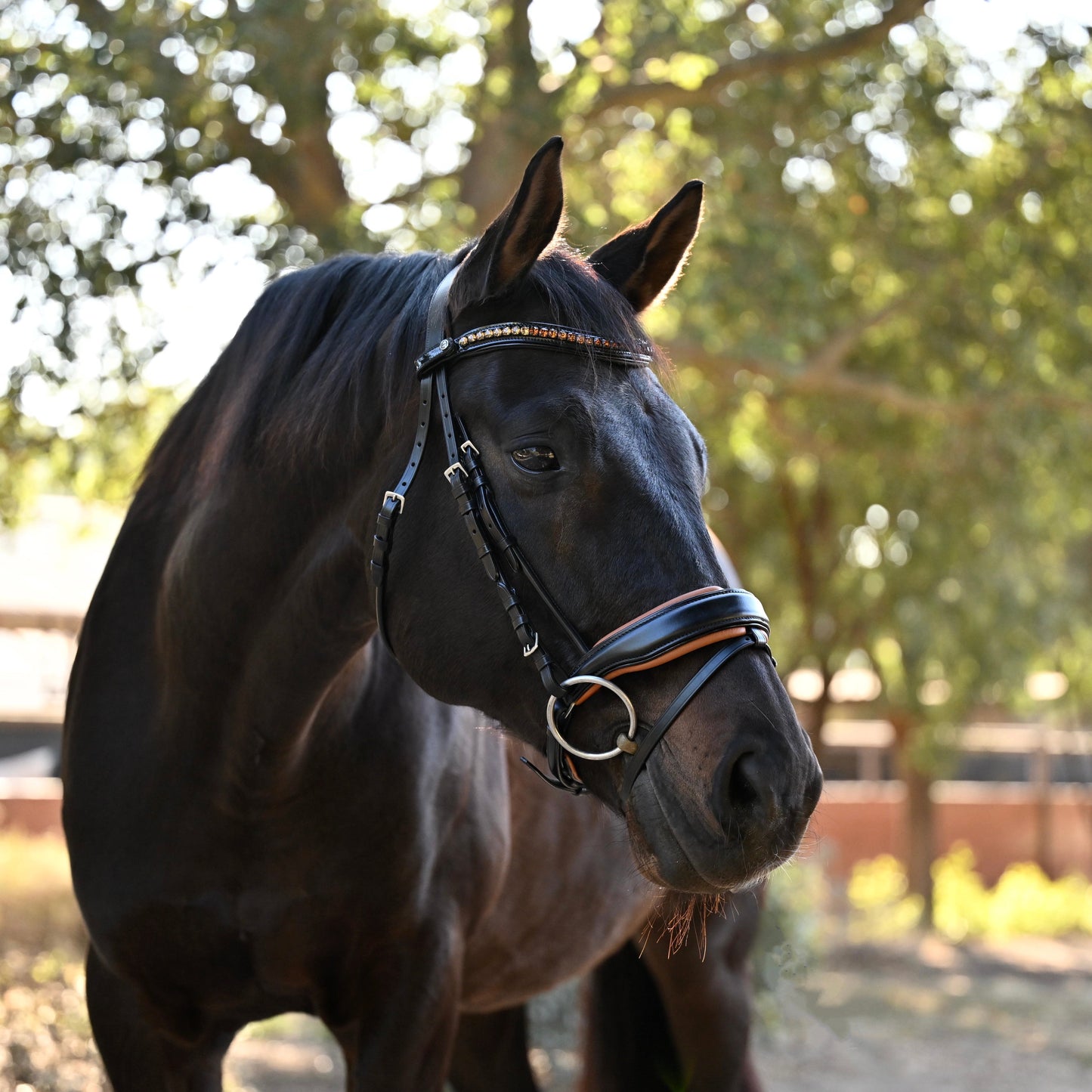 Halter Ego - The Tuscany Black Leather Rolled Leather Snaffle Bridle with Removable Flash