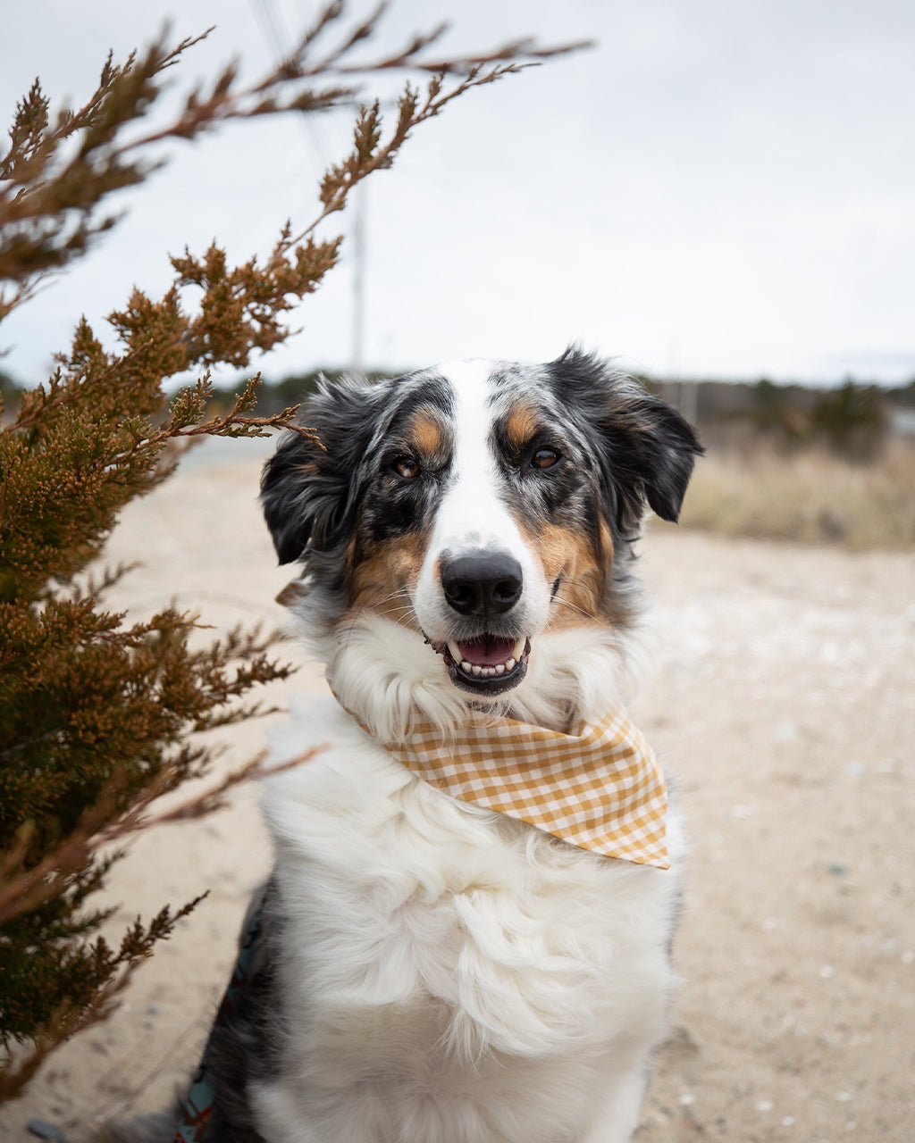 MODERNBEAST  Gingham Bandana