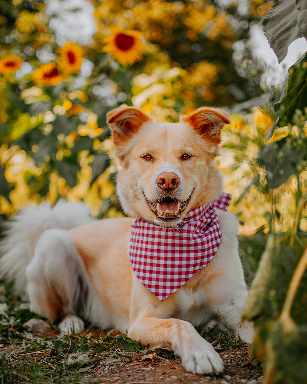 MODERNBEAST  Gingham Bandana