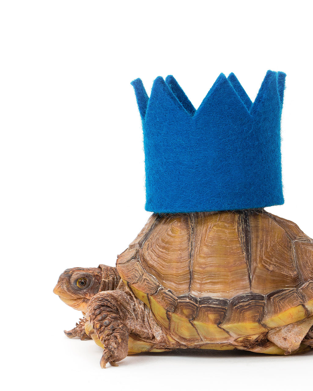 MODERNBEAST Bright Party Crowns