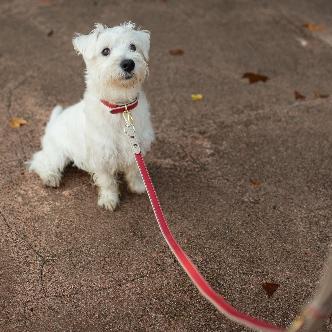 Nina Woof Leash 4ft - Vegan Leather - Copenhagen