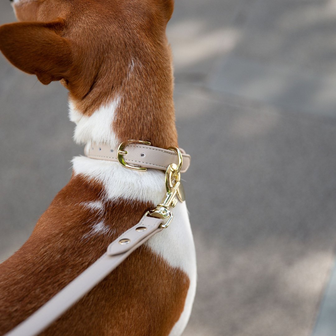 Nina Woof Leash 4ft - Vegan Leather - Cupertino