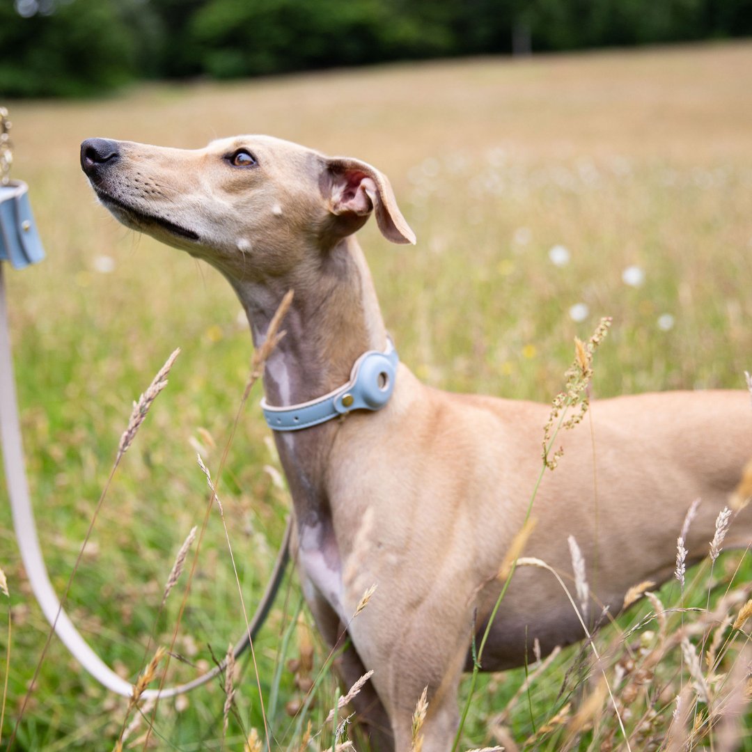 Nina Woof Collar - Air Tag Enabled - Vegan Leather - Cupertino