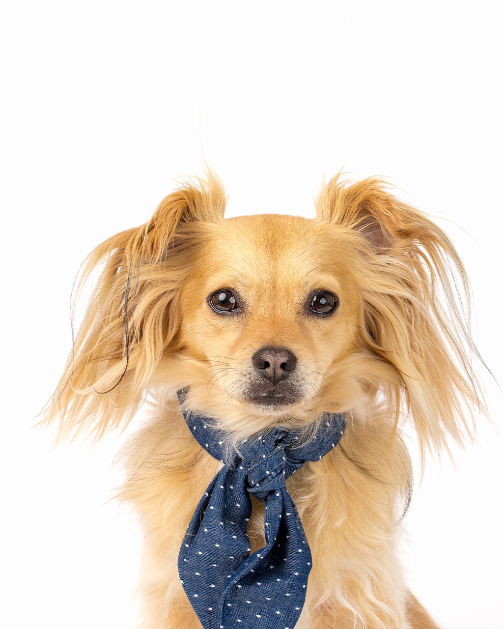 MODERNBEAST Classic Necktie